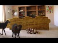 Sheep jumping from the sofa