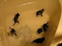 Kotki w kąpieli