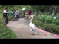 Pelikan na spacerze