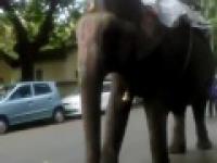 Ten słoń bardzo nie lubi rowerzystów