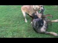Smieszna walka psów