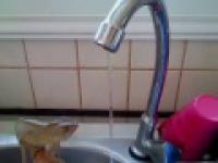 Kameleon, który myje swoje łapki.