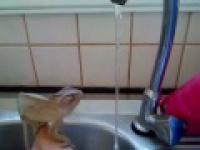 Kameleon myje Łapki