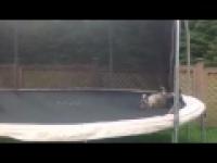 Buldog  na trampolinie 