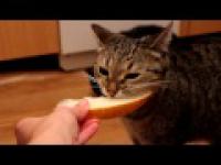 Cat eating a melon