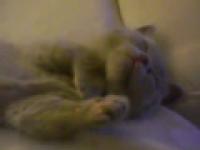 Kitten stretches
