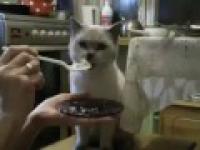 Cat eating with a spoon