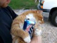 Koty lubią piwo