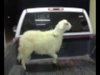 Owca z przytupem na samochodzie