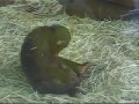 Szympans kocha małą żabke. na kilka sposobób