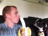 Jak poczęstować psa bananem