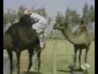 Camel Attack (with sound effects)