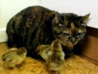 Kot otoczony przez pisklęta