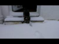 Kotek pierwszy raz w życiu widzi śnieg