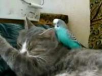 Irytujący ptak i spokojny kot