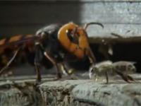 Pszczoły zabijają największą osę świata - szerszenia azjatyckiego