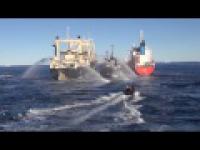 Sea Shepard kontra japońska flota wielorybnicza