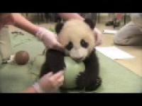Mała panda uwielbia zabawę swoją zieloną piłką