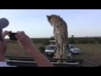 Spotkanie z gepardem na safari