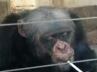 Małpa która pali papierosy