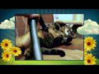 Najsłynniejszy polski kot na YouTube - Bobo