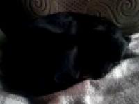 Sleeping dog Perla :) 