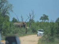 Słoń nie lubiący samochodów