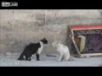 Dwa syryjskie koty i stara opowieść mrożąca krew w żyłach...