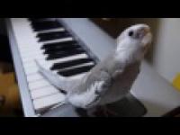Papuga śpiewa do podkładu muzycznego
