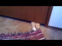 Podstępny kot próbuje ukraść dywan