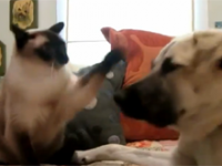 Koty vs Psy