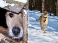 Opuszczone psy, które zostały uratowane