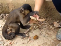 Małpka która chce użyć dziewczynę jako dziadka do orzechów