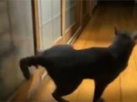 Kot puka do drzwi