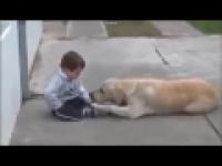 Pies zaprzyjaźnia się z chłopcem z zespołem Downa