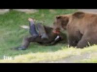 Niedźwiedz atakuje męszczyzne