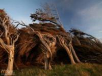 Dziwny kształ drzew w Nowej Zelandii