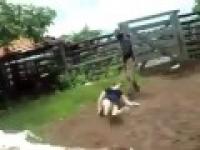 Krowa udaje trupa - atak na weterynarza