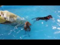 Znudzony pies na basenie