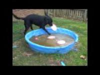 divertido cachorro en piscina