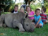 Uratowany mały nosorożec