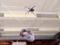 Bitwa groźnych pająków