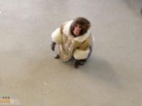 Modna małpka w sklepie