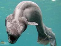 Przerażające i dziwne zwierzęta z morskich głębin
