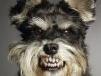 Psie przysmaki - reakcja psów na dużą ilość