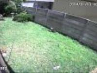 Modrerczy pies obronny (CCTV) HD