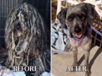 Odratowane psy przed i po