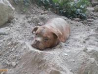 Pies zakopany żywcem