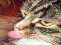 Kot zamraża sobie język mega zimnym lodem