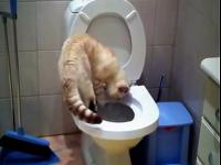 Kot w toalecie